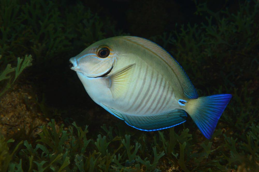 Doctorfish; Atlantic - Acanthurus chirurgus