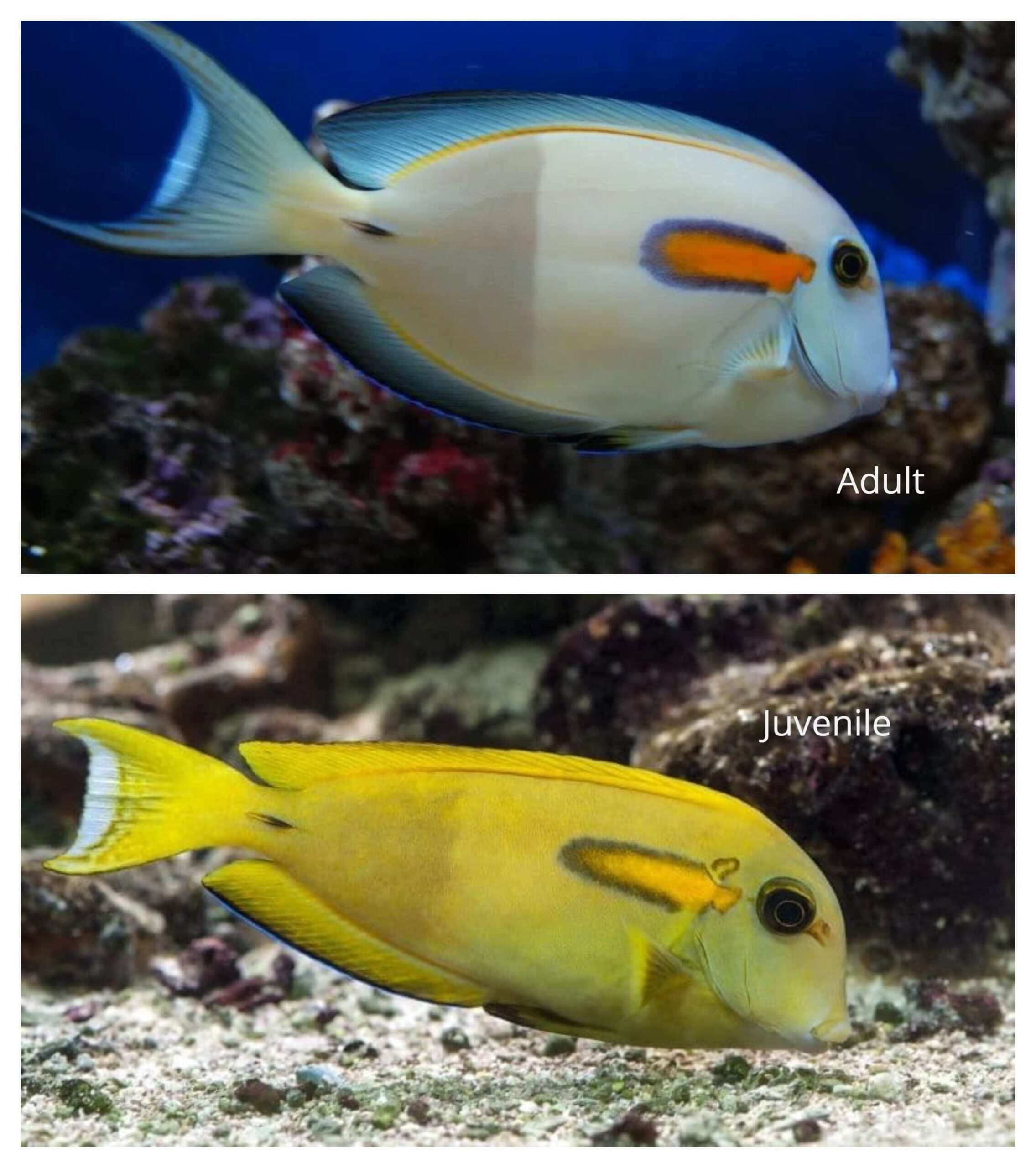 Tang: Orange Shoulder