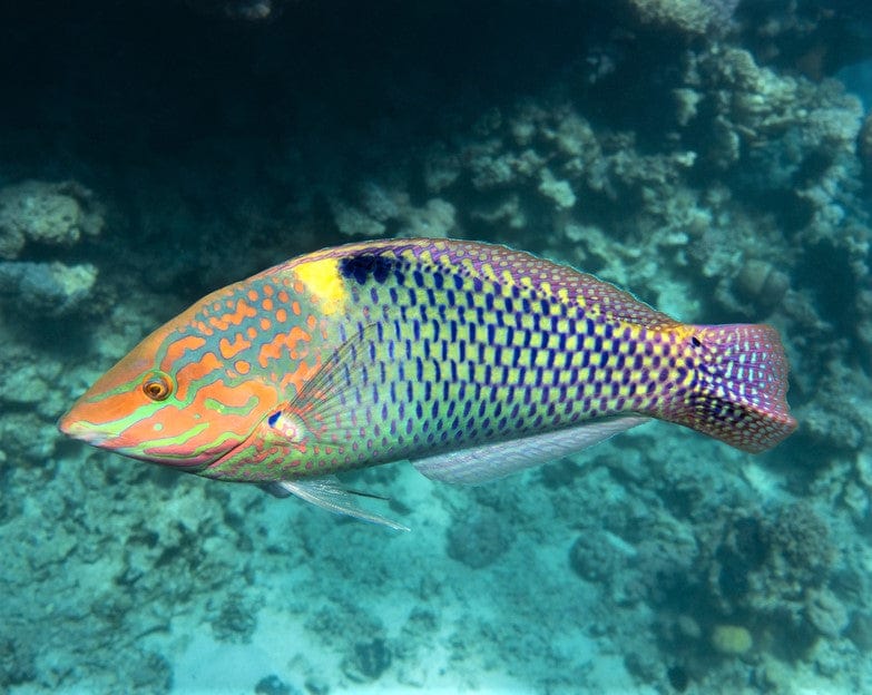 Wrasse: Marble
