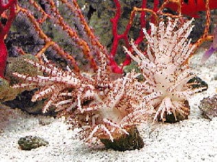 Christmas Tree Coral - Studeriotes sp.
