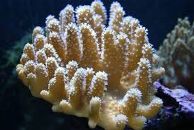 Crown Leather - Lobophytum sp. w/ Scleractinia