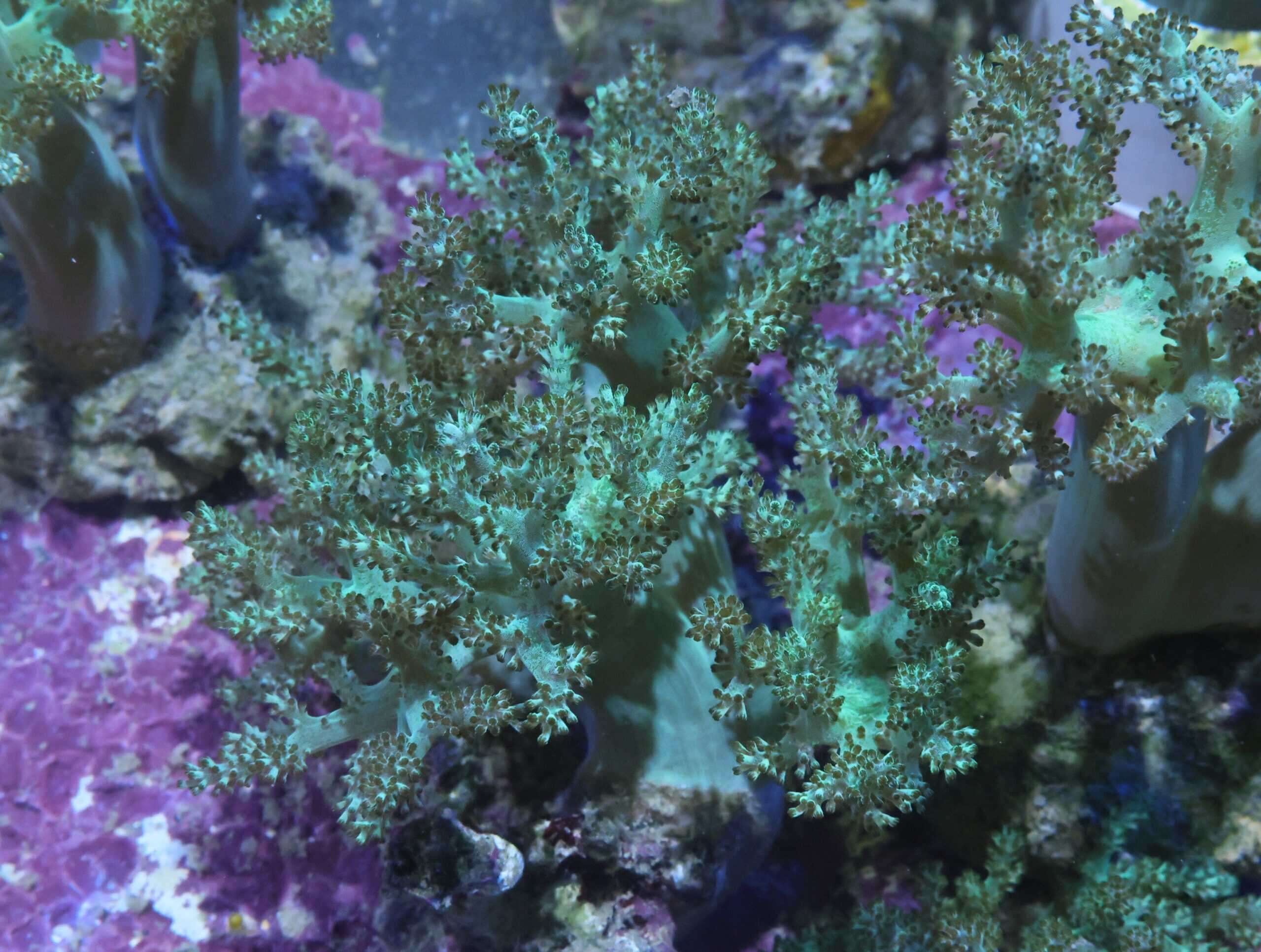 Finger Leather; Hairy Green; Cultured - Capnella sp. w/scleractinia