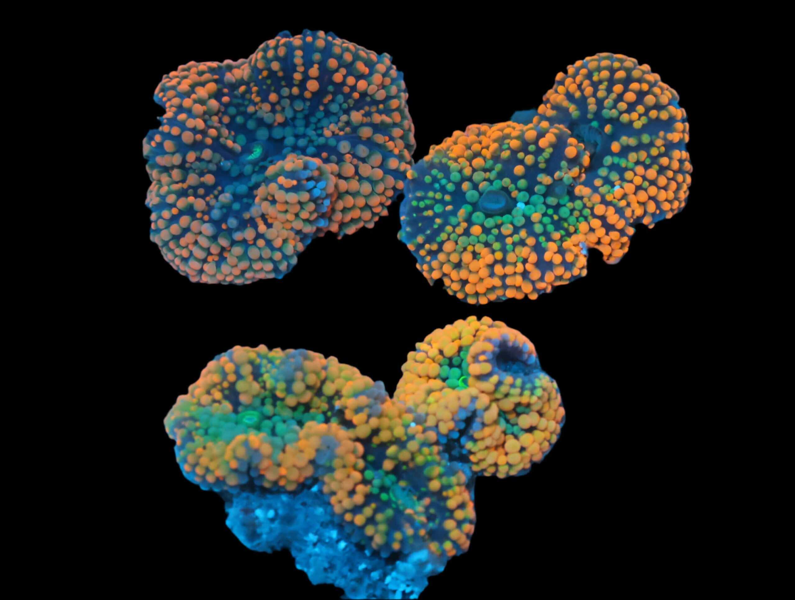Mushroom: Ric Plyp Org Sup ATL