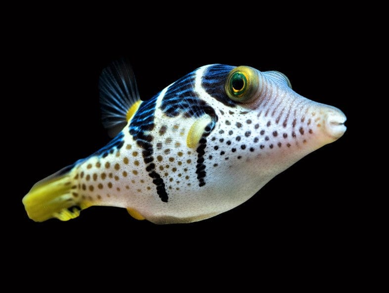 Valentini Puffer - Canthigaster valentini