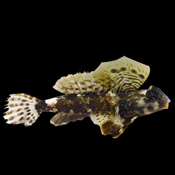 Scooter Blenny - Synchiropus ocellatus