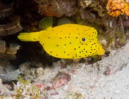 Yellow Cubicus - Ostracion cubicus