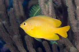 Yellow Damsel - Pomacentrus moluccensis
