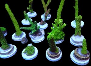SDC Acro: Bali Grn Slimer Cult