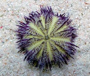 Urchin: Purple; I.O.
