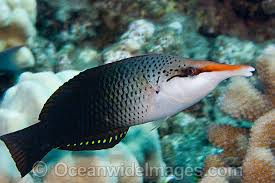 Brown Bird Wrasse - Gomphosus varius