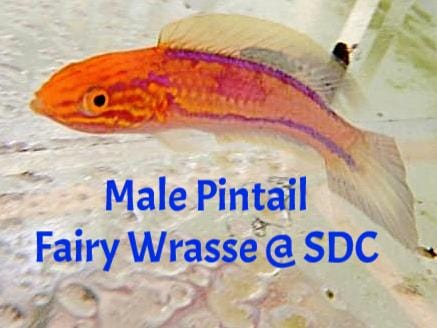 Pintail Fairy Wrasse; Male - Cirrhilabrus isosceles