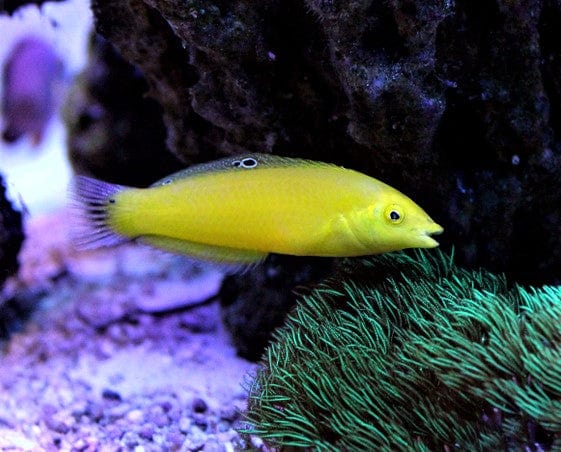 Yellow Coris Wrasse - Halichoeres chrysus