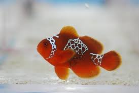 Maroon Clown; Lightning; Captive Bred. - Premnas biaculeatus