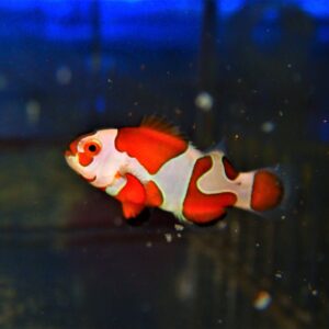 Clown: Orange Storm Ocell CB