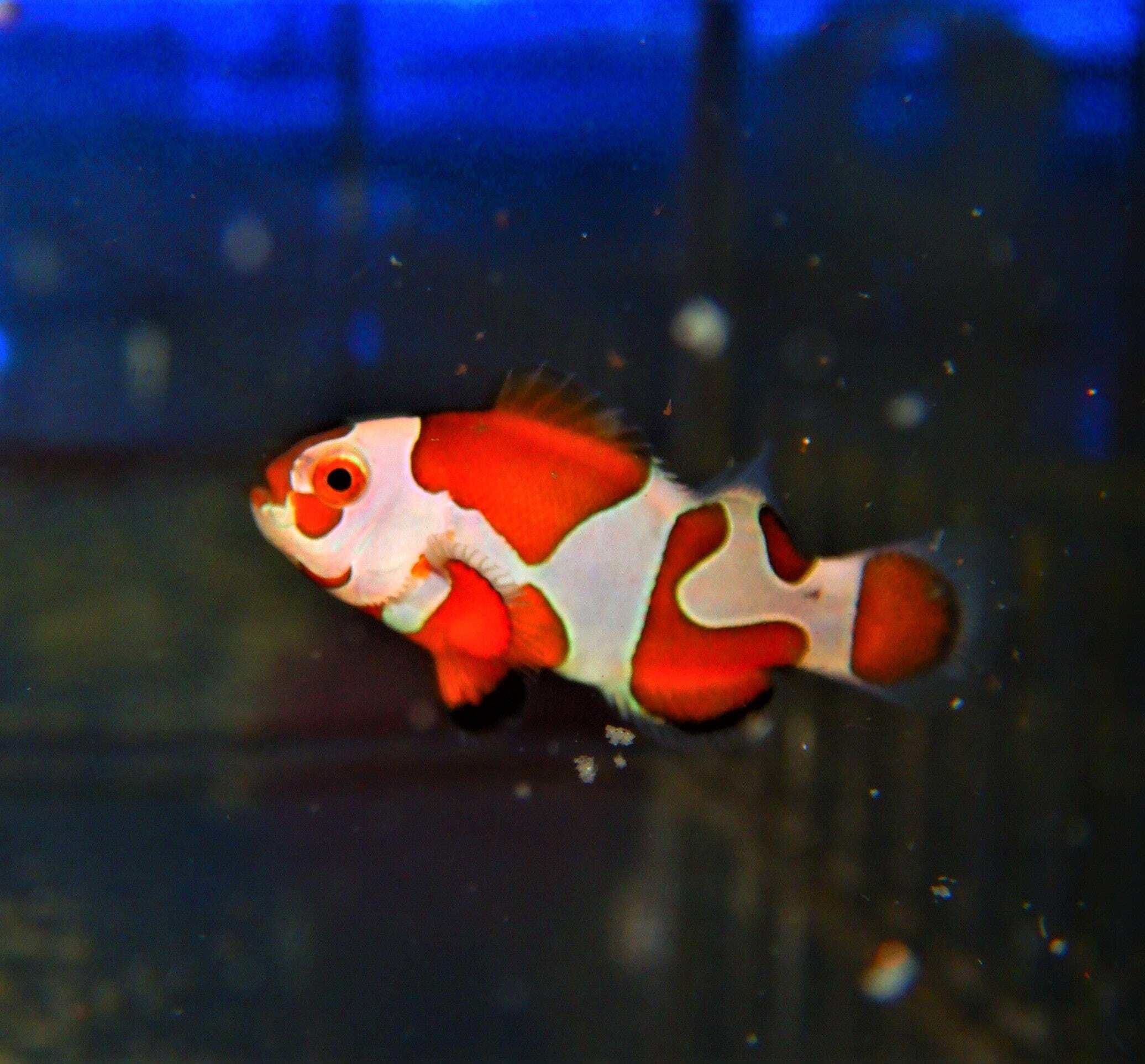 Orange Storm Ocellaris Clown; Captive Bred - Amphiprion ocellaris