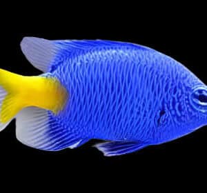 Damsel: Yellowtail Blue