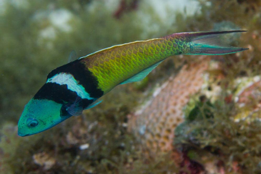 Bluehead Wrasse; Atl. - Thalassoma bifasciatum