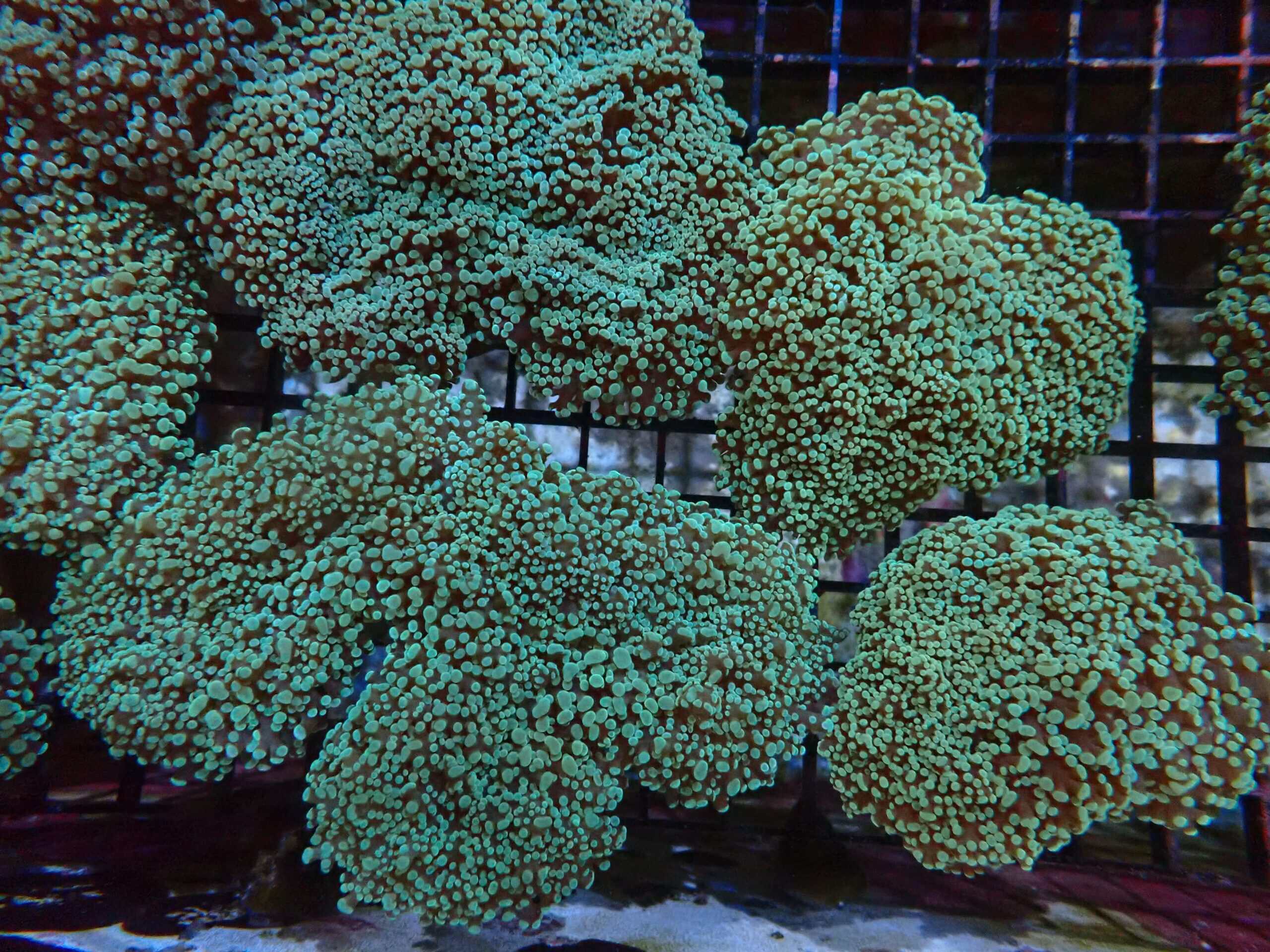 Frogspawn Coral; Wall Green; Australia - Euphyllia divisa