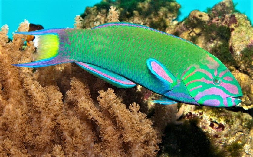 Lunare Wrasse - Thalassoma lunare