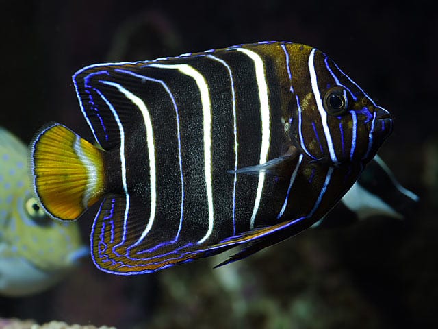 Chrysurus Angel; Afr. - Pomacanthus chrysurus