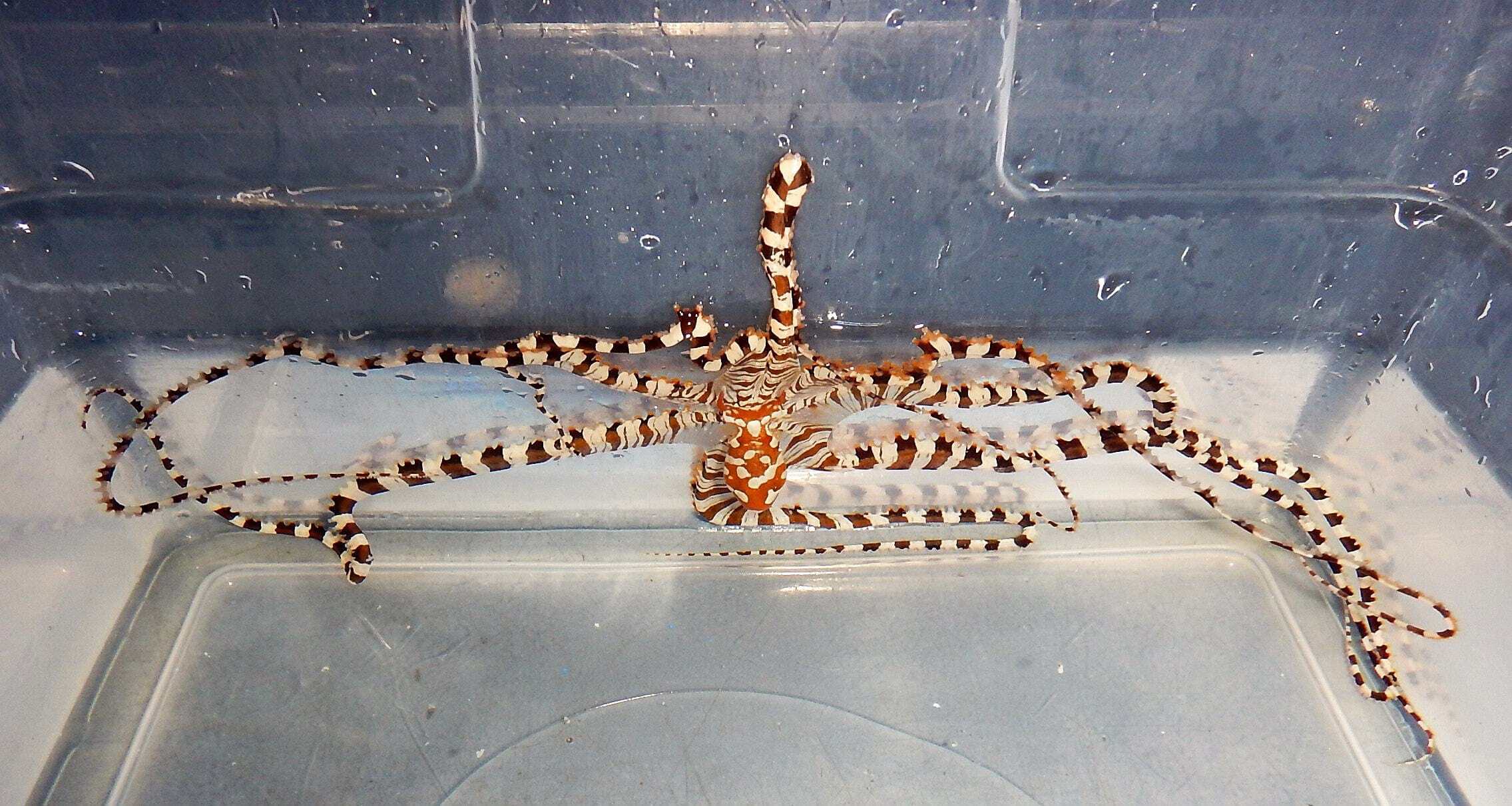 Misc. Invert: Wunderpus Octopus