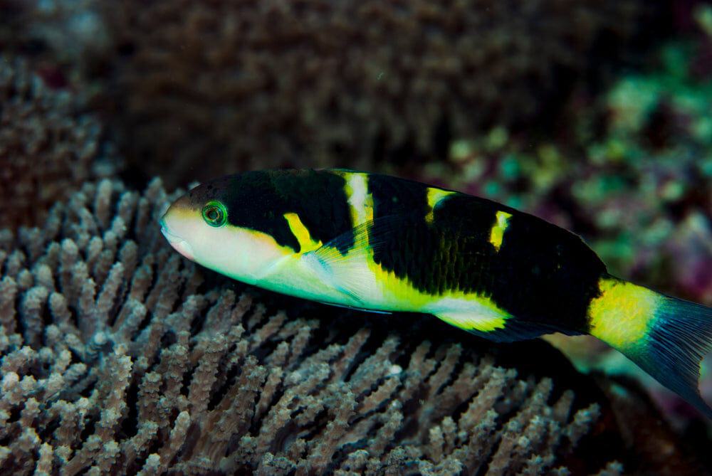 Jansen Wrasse - Thalassoma jansenii
