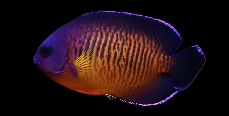 Angel: Coral Beauty; Fiji