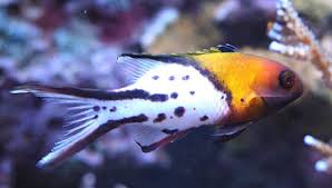 Hogfish: Lyretail