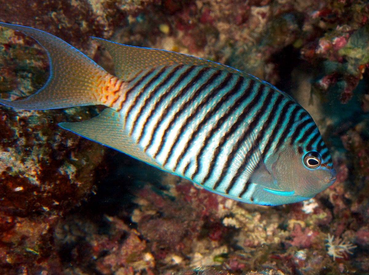 Angel: Japanese Swallow; Male; Fiji