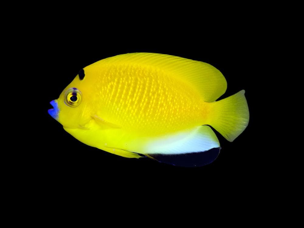 Angel: Flagfin