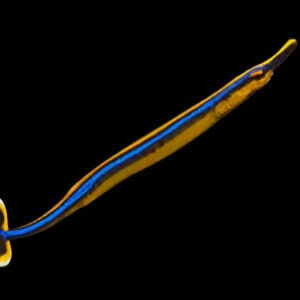 Pipefish: Bluestripe