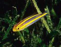 Yellow Line Snapper - Pentapodus nemurus