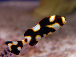 Sweetlips: Oriental