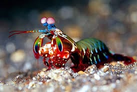Shrimp: Mantis; Peacock