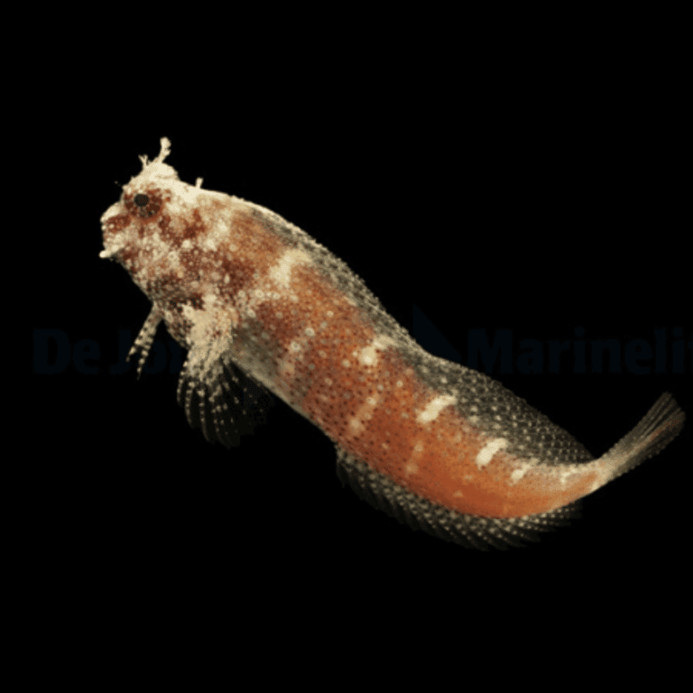 Blenny: Starry
