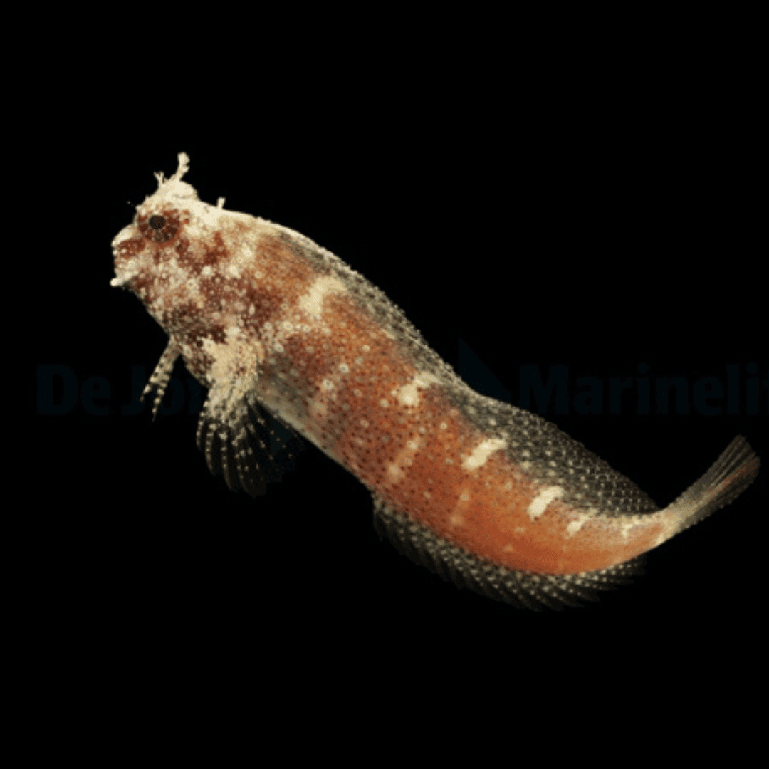 Blenny: Starry