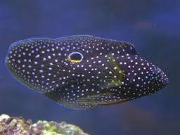 Marine Betta - Calloplesiops altevelis