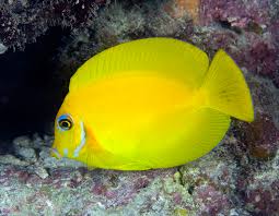 Lemonpeel Mimic Tang; Fiji - Acanthurus pyroferus