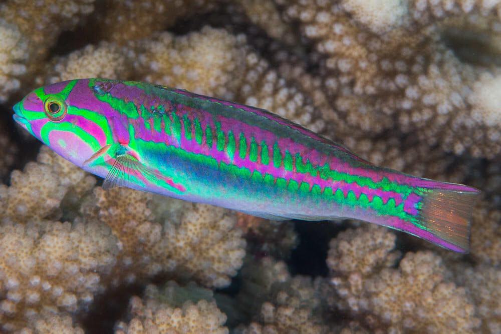 Rainbow Wrasse - Thalassoma quinquevittatum