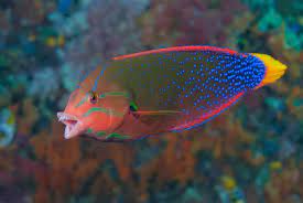 Red Coris Wrasse; Fiji - Coris gaimard