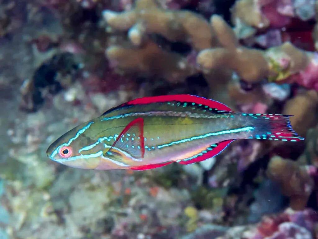 Wrasse: Exquisite Fairy; Fiji
