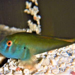 Goby: Green Clown
