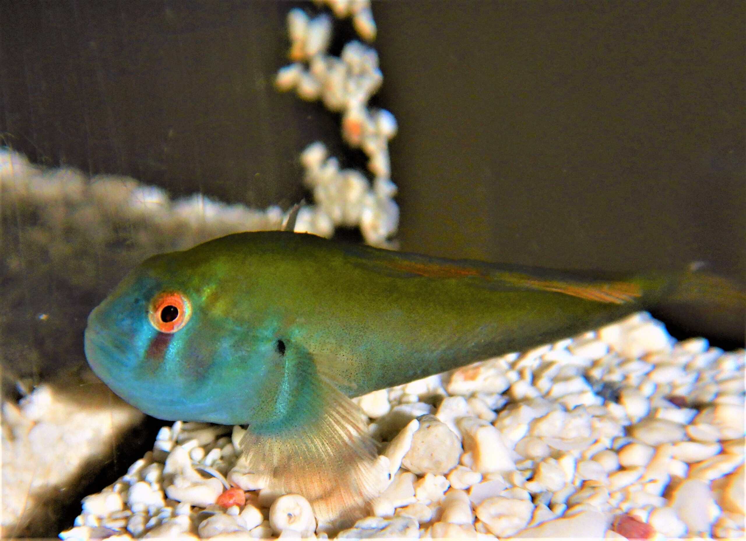 Clown Goby; Green - Gobiodon rivulatus