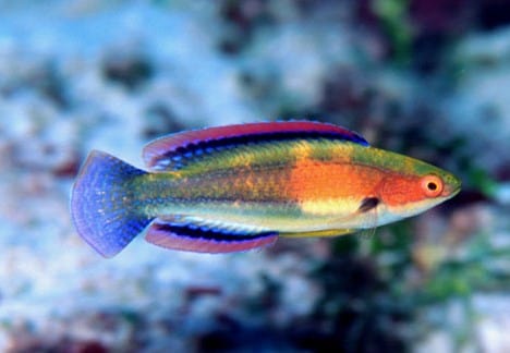 Wrasse: Balteatus Fairy; Male