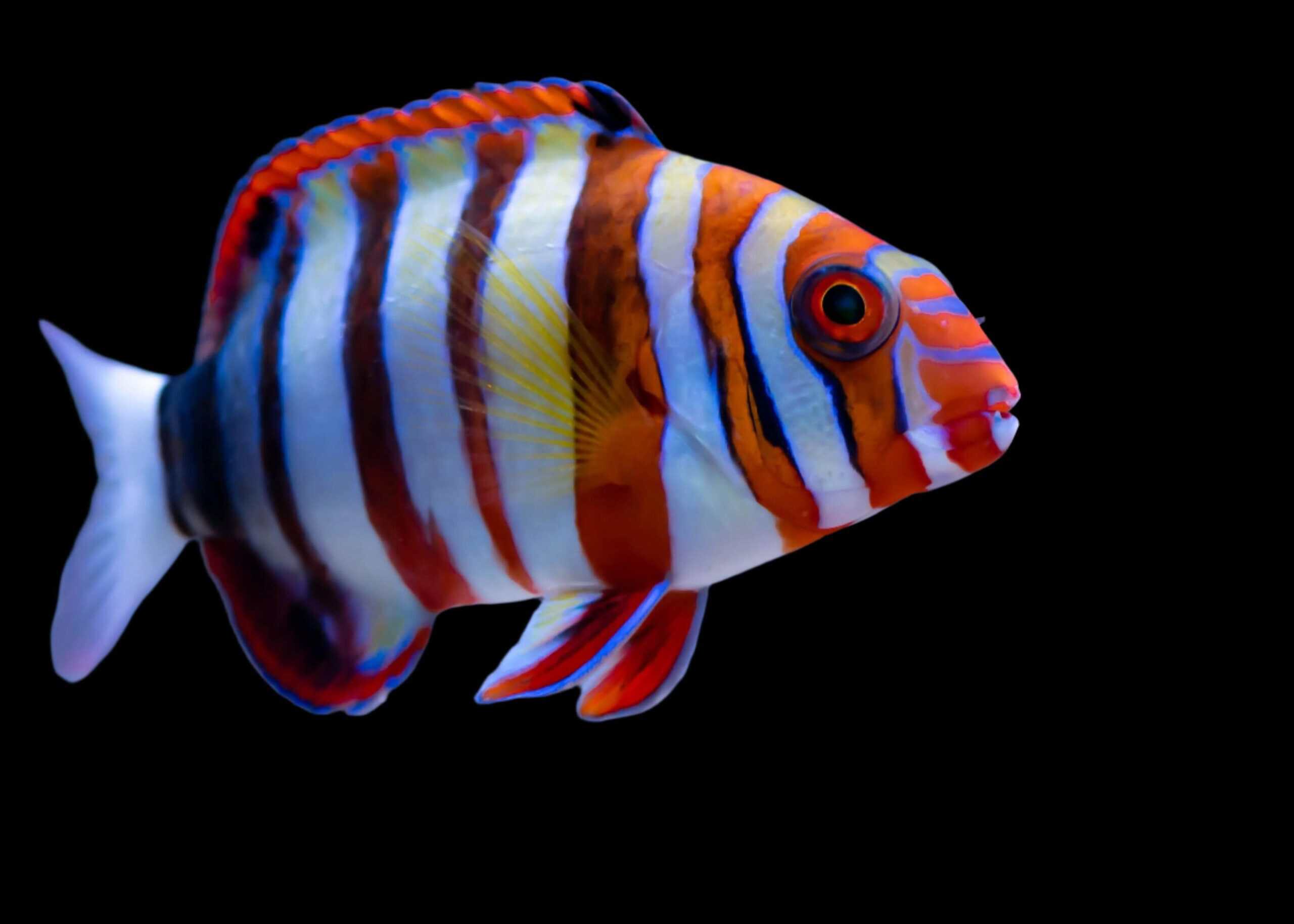 Wrasse: Harlequin Tusk