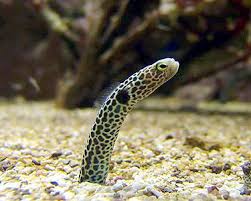 Eel: Green (Hass) Garden