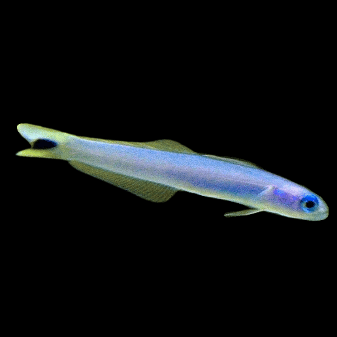 Blue Gudgeon Goby - Ptereleotris heteroptera