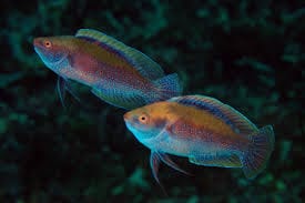 Rose Belly Fairy Wrasse; Fiji - Cirrhilabrus punctatus