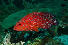 Miniatus Grouper - Cephalopholis miniata