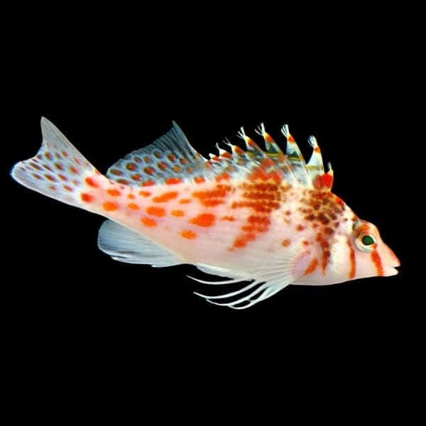 Falco Hawk - Cirrhitichthys falco